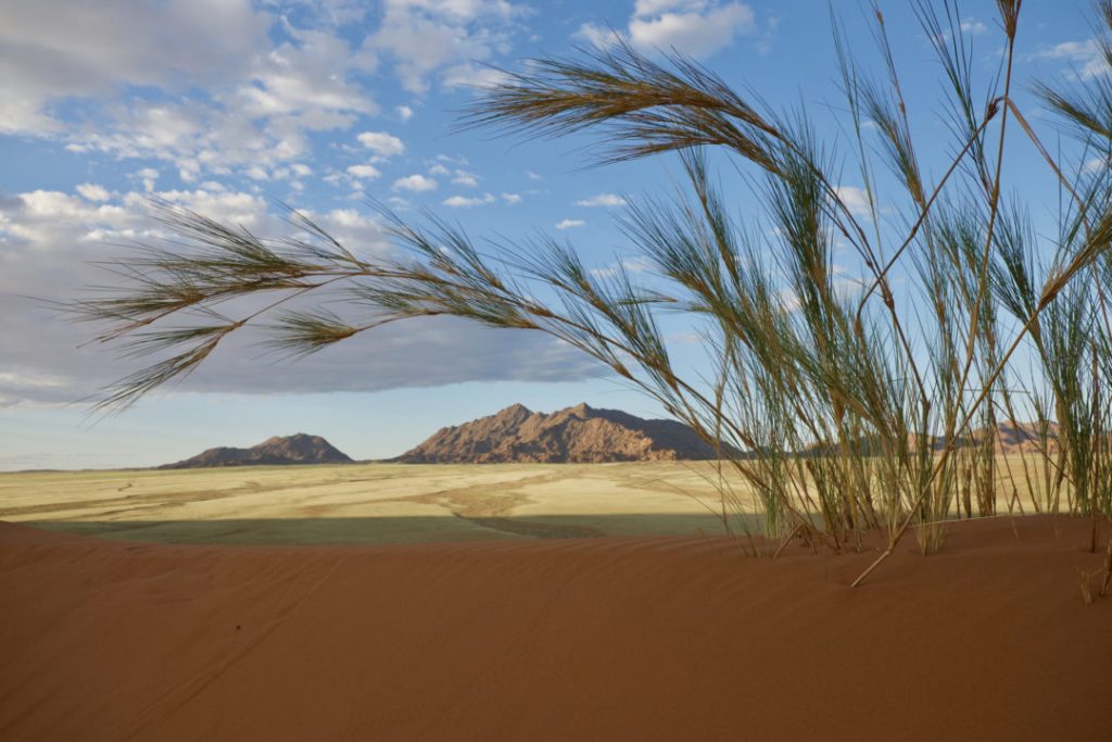 Quelle est la meilleure période pour un safari en Namibie ?