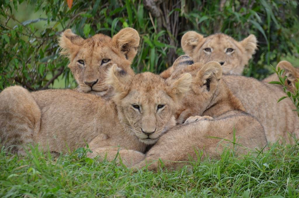 Exploration inoubliable : Top des destinations de safari au Kenya