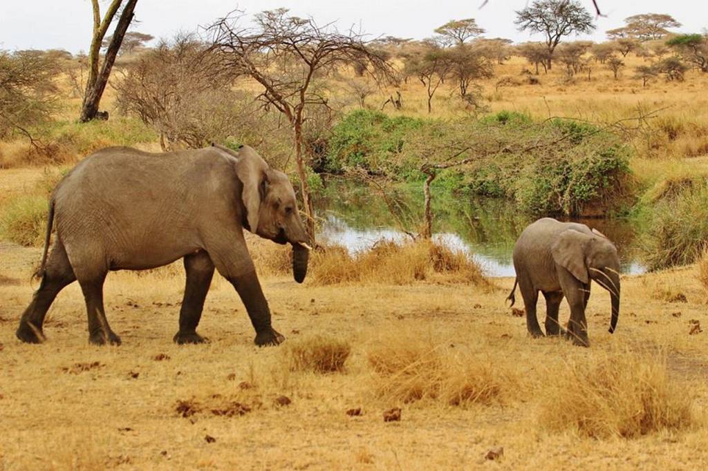 Itinéraire idéal pour un safari de 5 jours au Serengeti